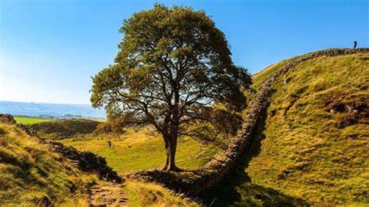 How do you get to Sycamore Gap tree?