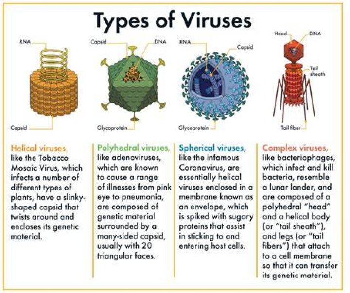 What are 5 illnesses caused by viruses?