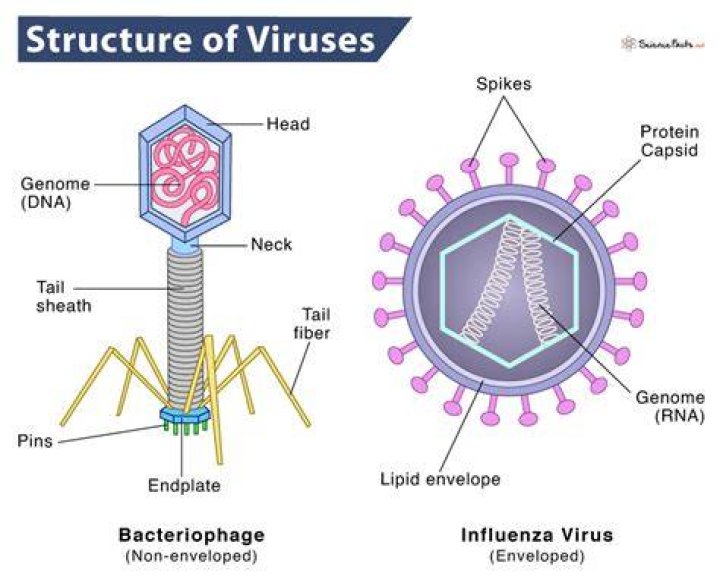What are the structural parts of a virus?