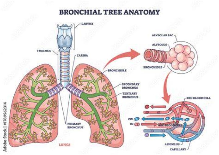 What do the bronchioles terminate in?