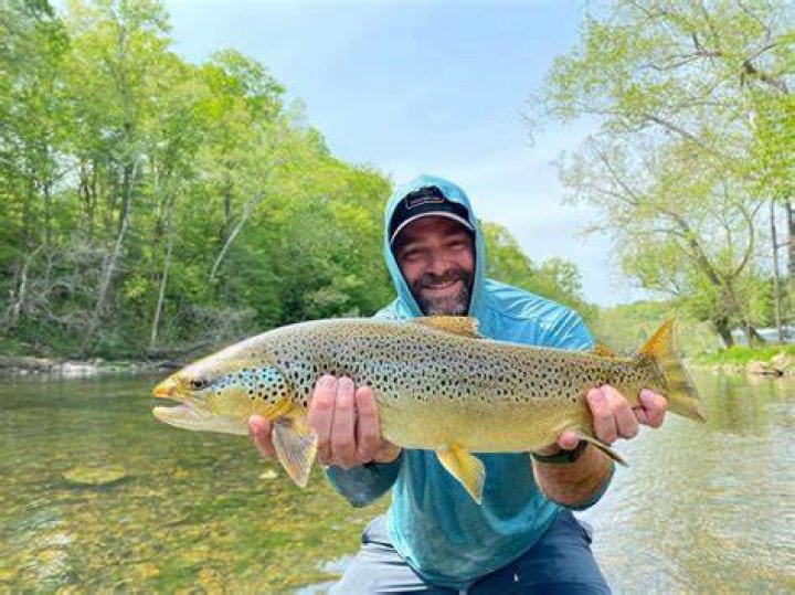 What fish are in the Holston River?