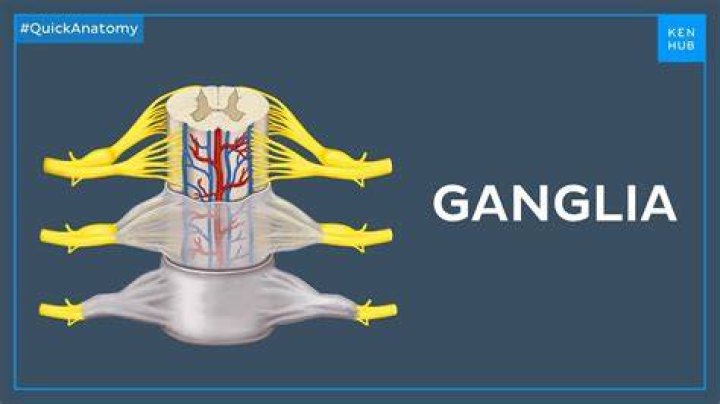 What ganglia means?