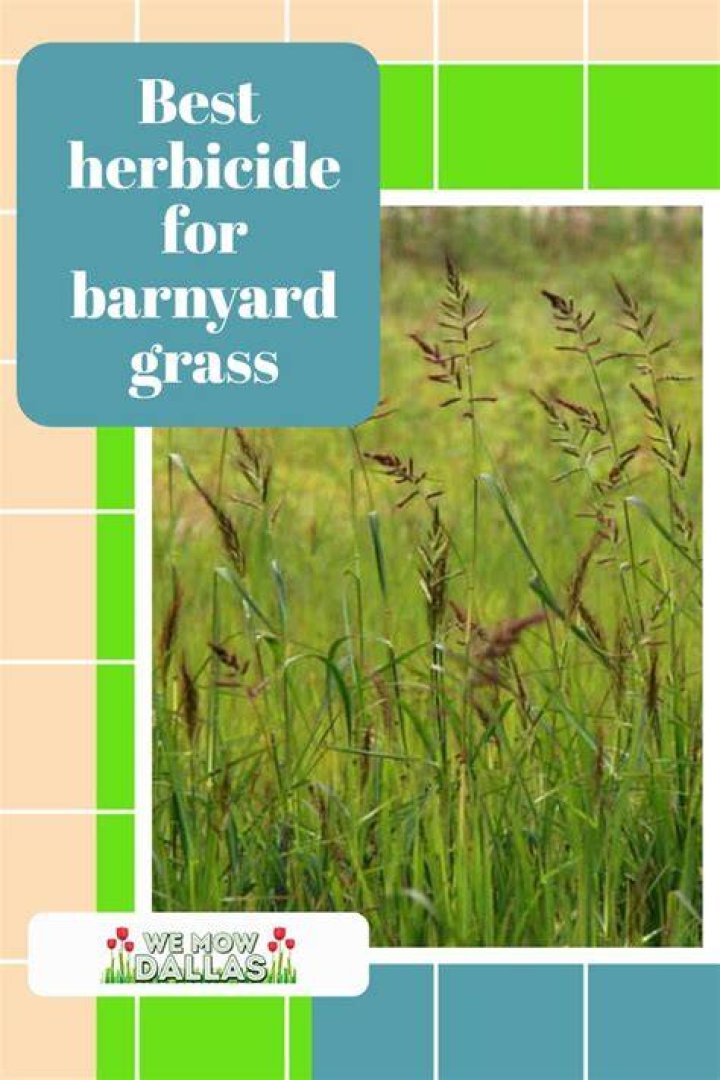 What herbicide kills barnyard grass?