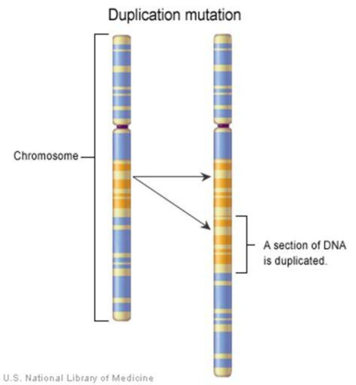 What is 3q29 Microduplication syndrome?