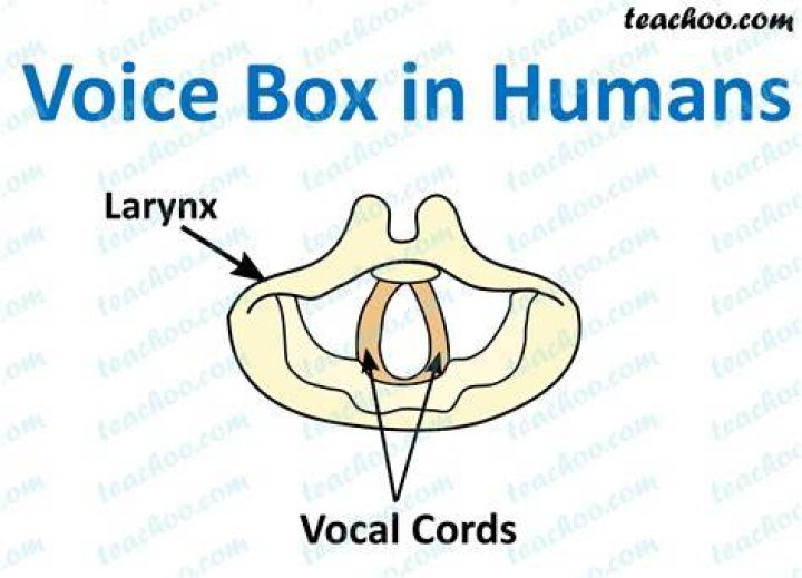 What is the human voice box?