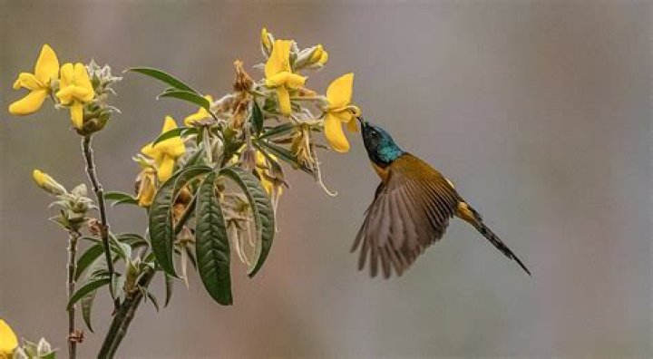 Which bird is considered as an environment cleaner?